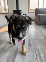 Iridessa, a female German Shepherd Dog and Siberian Husky for sale in Orondo, WA – 4 of 4