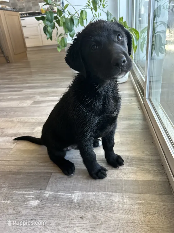 Donatello “Donnie” – German Shepherd Dog, Labrador Retriever puppy for sale in Orondo, WA