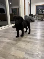 Nyx, a female German Shepherd Dog and Labrador Retriever for sale in Orondo, WA – Photo 2 of 4