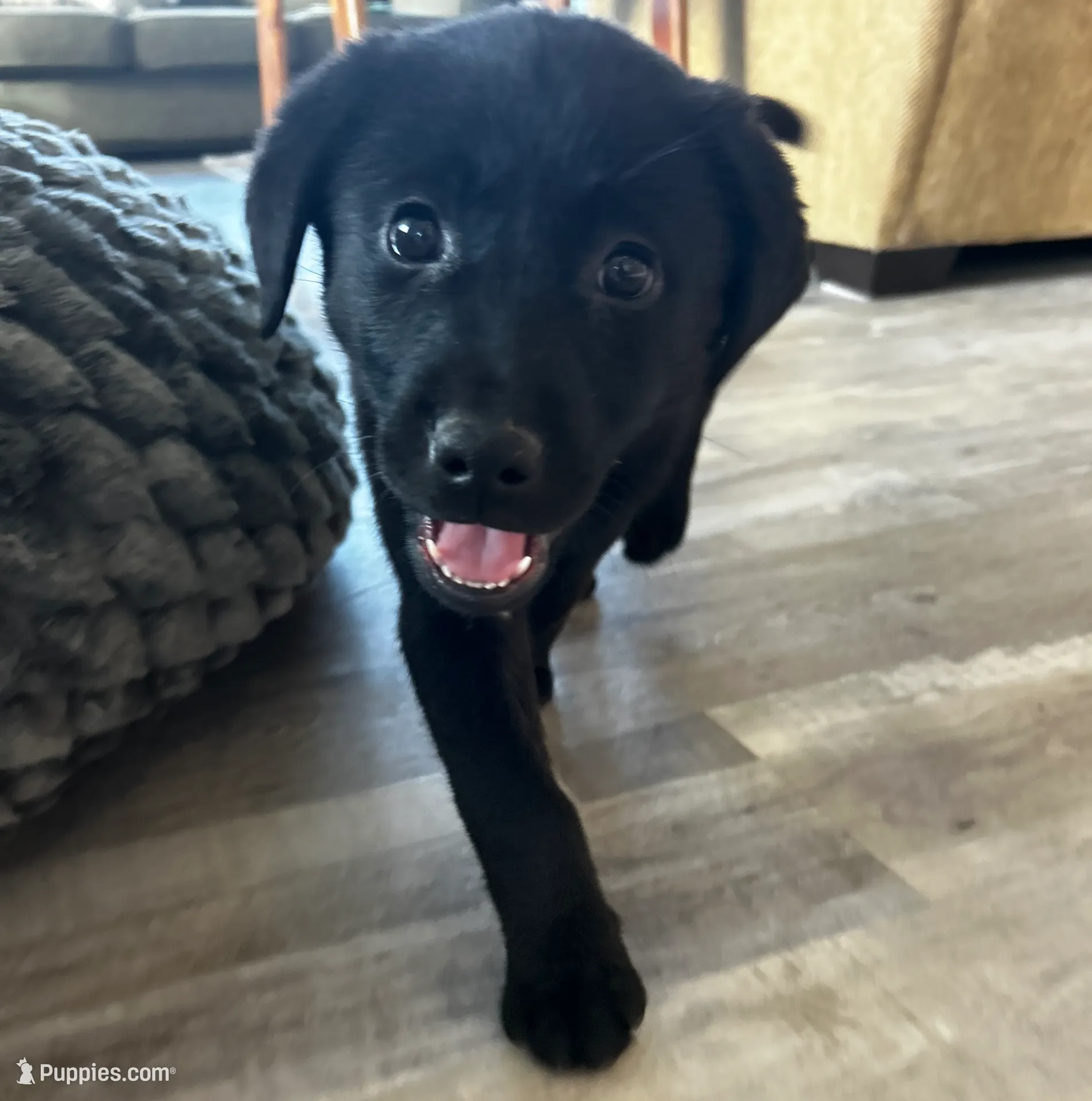 Nyx, a female German Shepherd Dog and Labrador Retriever for sale in Orondo, WA – Photo 4 of 4