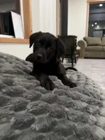 Nyx, a female German Shepherd Dog and Labrador Retriever for sale in Orondo, WA – Photo 1 of 4