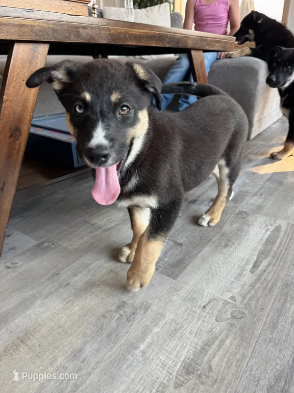 Iridessa – German Shepherd Dog, Siberian Husky puppy for sale in Orondo, WA