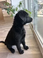 Donatello “Donnie”, a male German Shepherd Dog and Labrador Retriever for sale in Orondo, WA – 2 of 3