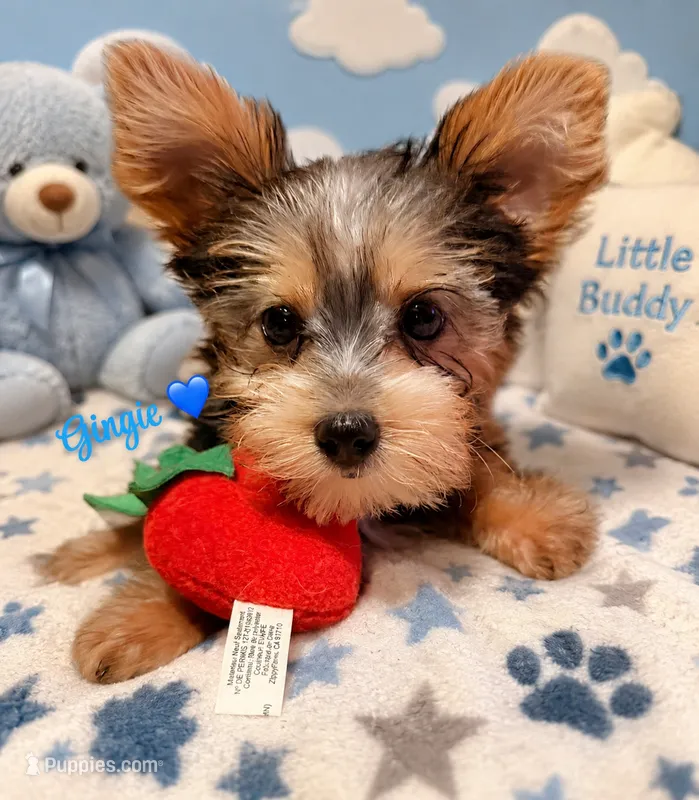 Gingie – Yorkshire Terrier puppy for sale in Houston, TX
