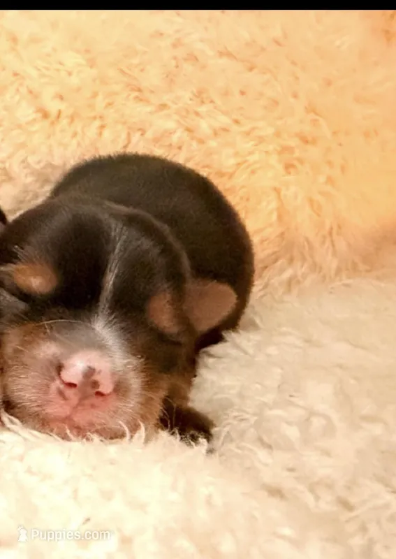 Gingie – Yorkshire Terrier puppy for sale in Houston, TX