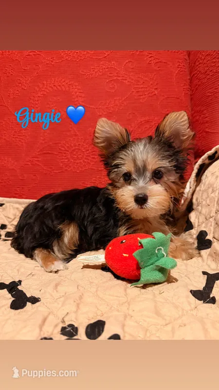 Gingie – Yorkshire Terrier puppy for sale in Houston, TX