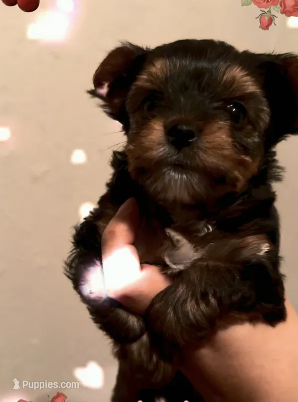 Coco – Yorkshire Terrier puppy for sale in Houston, TX