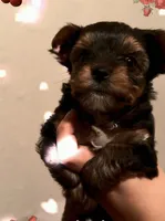 Coco, a female Yorkshire Terrier for sale in Houston, TX – 1 of 6