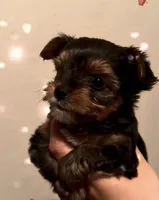 Coco, a female Yorkshire Terrier for sale in Houston, TX – 2 of 6