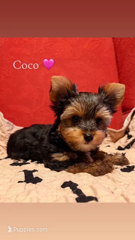 Coco – Yorkshire Terrier puppy for sale in Houston, TX