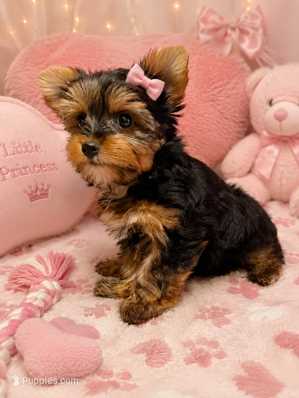 Coco – Yorkshire Terrier puppy for sale in Houston, TX