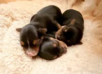 Coco, a female Yorkshire Terrier for sale in Houston, TX – Photo 2 of 3