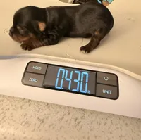 Coco, a female Yorkshire Terrier for sale in Houston, TX – Photo 3 of 3