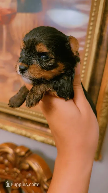 Coco – Yorkshire Terrier puppy for sale in Houston, TX