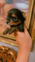 Coco, a female Yorkshire Terrier for sale in Houston, TX – 3 of 6