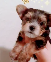 Gingie, a male Yorkshire Terrier for sale in Houston, TX – 2 of 4