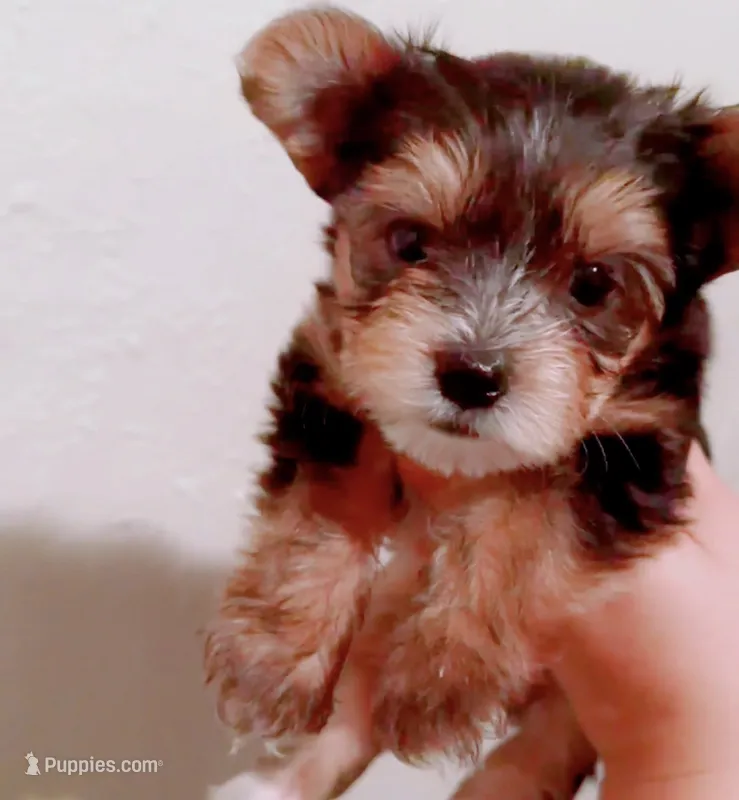 Gingie – Yorkshire Terrier puppy for sale in Houston, TX