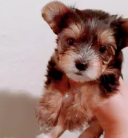 Gingie, a male Yorkshire Terrier for sale in Houston, TX – 1 of 4