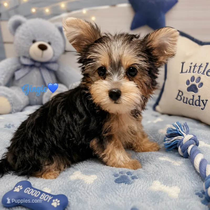 Gingie – Yorkshire Terrier puppy for sale in Houston, TX