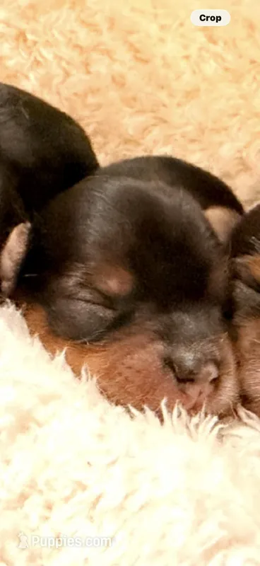 Monty – Yorkshire Terrier puppy for sale in Houston, TX