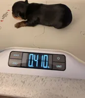 Monty, a male Yorkshire Terrier for sale in Houston, TX – Photo 2 of 3