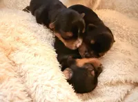 Monty, a male Yorkshire Terrier for sale in Houston, TX – Photo 3 of 3