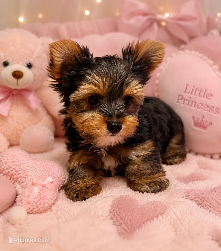 Coco – Yorkshire Terrier puppy for sale in Houston, TX