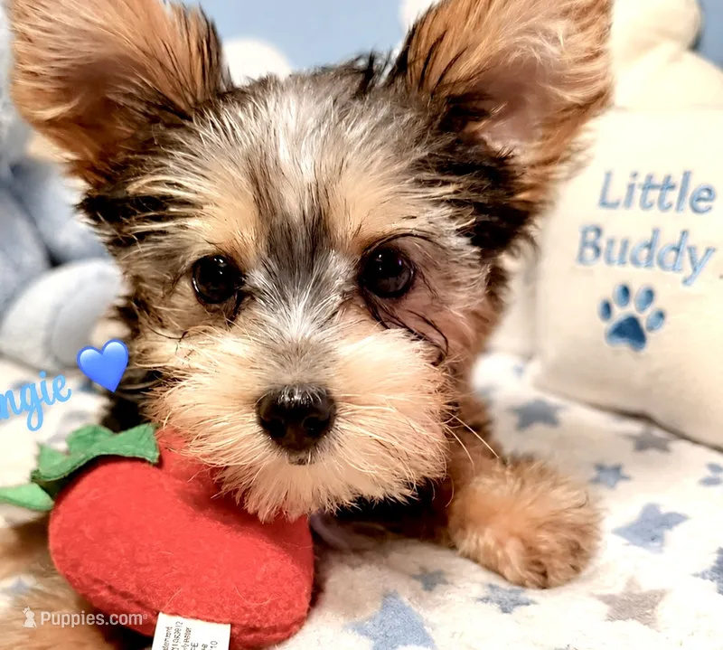 Gingie – Yorkshire Terrier puppy for sale in Houston, TX