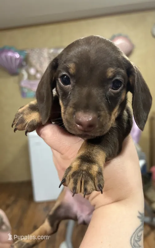 Saeris – Miniature Dachshund puppy for sale in Ellisville, MS