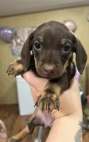 Saeris, a female Miniature Dachshund for sale in Ellisville, MS – 1 of 2