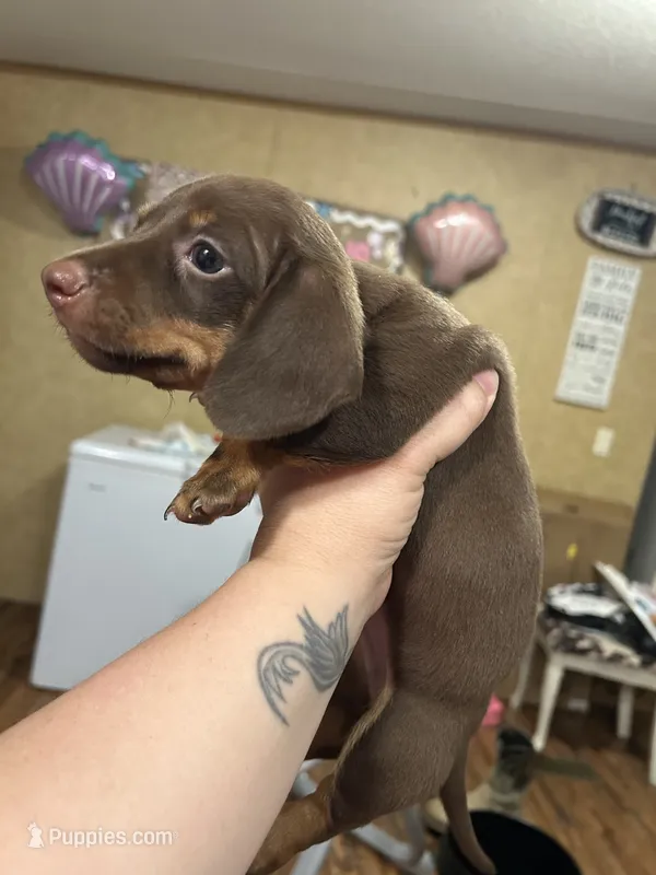 Ren – Miniature Dachshund puppy for sale in Ellisville, MS