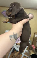 Saeris, a female Miniature Dachshund for sale in Ellisville, MS – 2 of 2