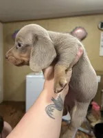 Khy, a male Miniature Dachshund for sale in Ellisville, MS – 1 of 2
