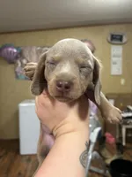 Khy, a male Miniature Dachshund for sale in Ellisville, MS – 2 of 2