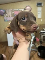 Ren, a male Miniature Dachshund for sale in Ellisville, MS – 2 of 2