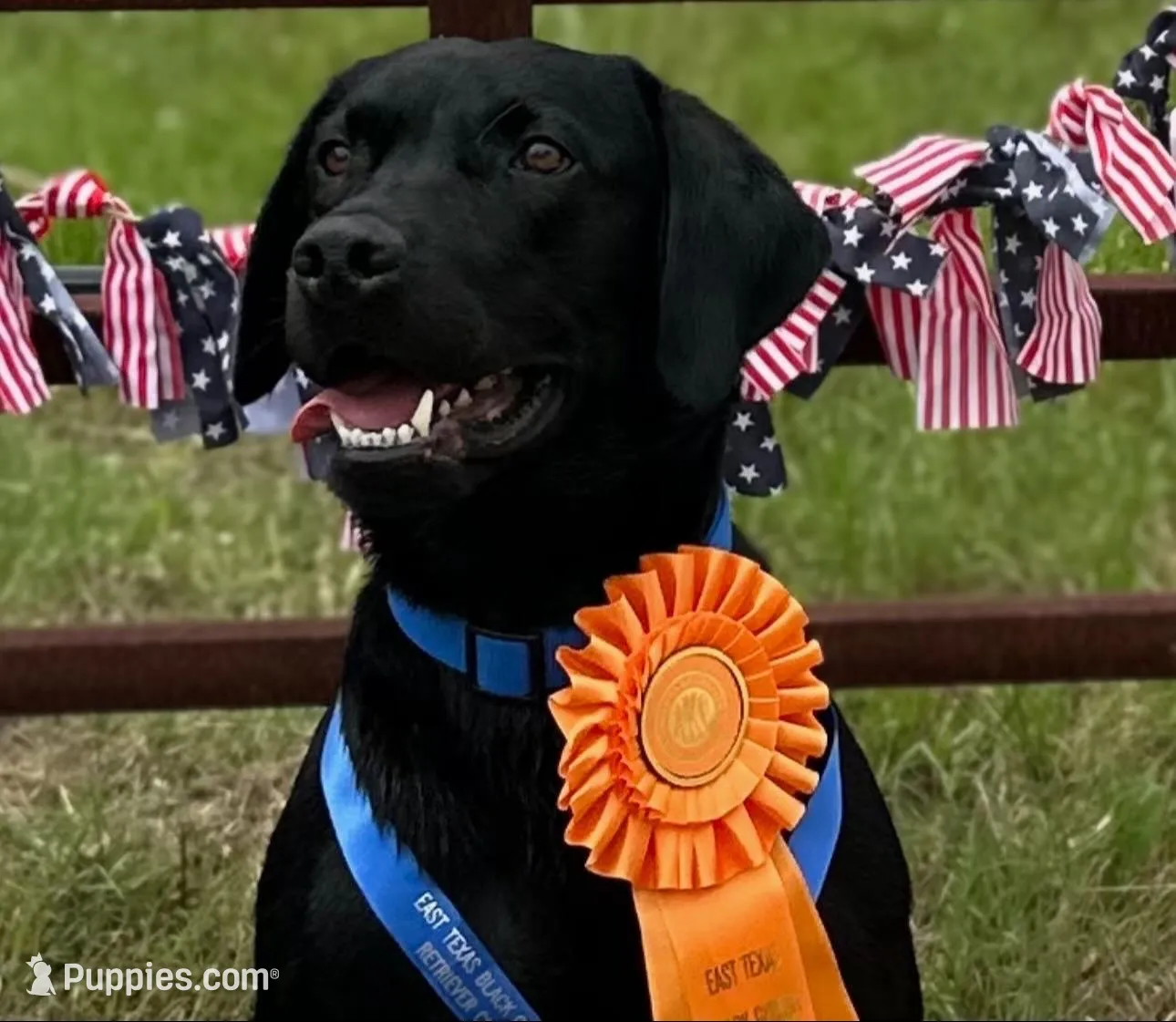Orange collar, a male Labrador Retriever for sale in Grapeland, TX – Photo 3 of 3