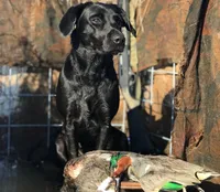 Red, a male Labrador Retriever for sale in Grapeland, TX – Photo 3 of 4