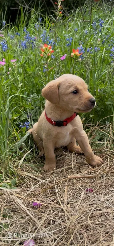 Red – Labrador Retriever puppy for sale in Grapeland, TX