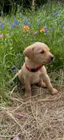 Red, a male Labrador Retriever for sale in Grapeland, TX – Photo 1 of 4
