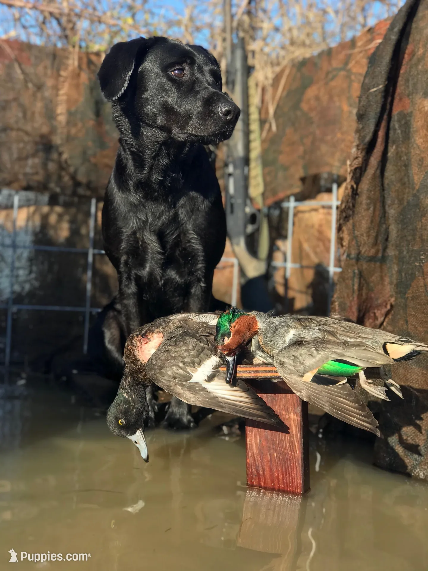 Orange collar, a male Labrador Retriever for sale in Grapeland, TX – Photo 2 of 3