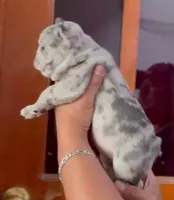 Tita, a female French Bulldog for sale in Albuquerque, NM – Photo 3 of 3