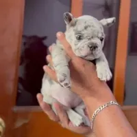 Tita, a female French Bulldog for sale in Albuquerque, NM – Photo 1 of 3