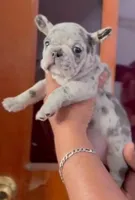 Tita, a female French Bulldog for sale in Albuquerque, NM – Photo 2 of 3