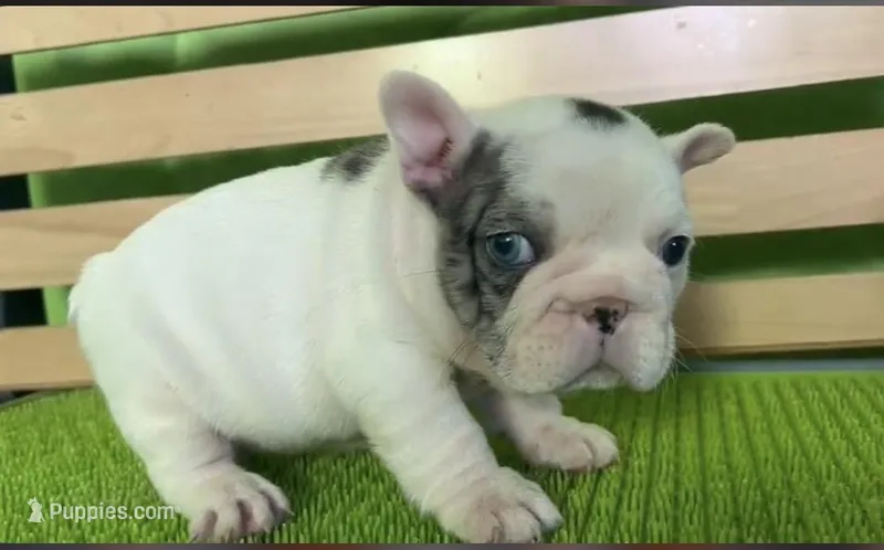 Mencho – French Bulldog puppy for sale in Albuquerque, NM