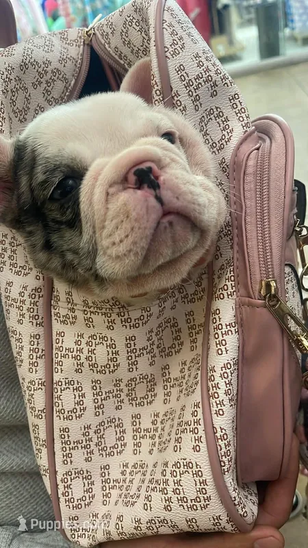 Mencho – French Bulldog puppy for sale in Albuquerque, NM