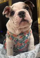 Missy, a female English Bulldog for sale in Albuquerque, NM – Photo 1 of 5