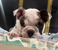 Missy, a female English Bulldog for sale in Albuquerque, NM – Photo 5 of 5