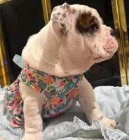 Missy, a female English Bulldog for sale in Albuquerque, NM – Photo 4 of 5