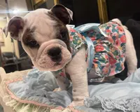 Missy, a female English Bulldog for sale in Albuquerque, NM – Photo 3 of 5