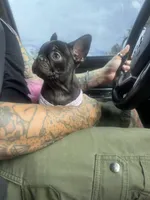 Carmela, a female French Bulldog for sale in Albuquerque, NM – Photo 2 of 3